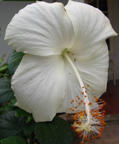 Toko Online Ainul Ghurri 07621055 Pagi Bunga  Sepatu  Putih
