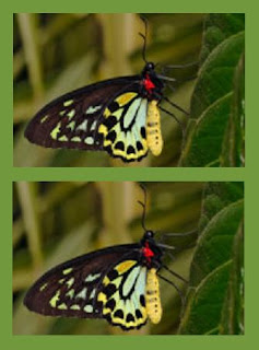 Mariposas Nomeolvides: Vuelo de Mariposas.-