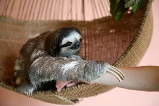 Aviaro del Caribe Sloth Refuge Limon Costa Rica | Specialize in family