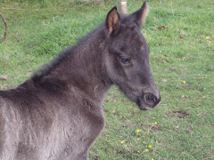 Runa