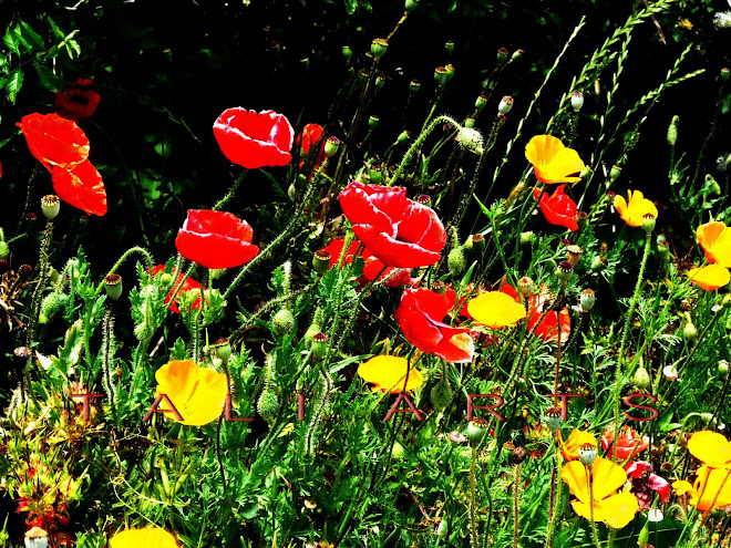 Poppy Field