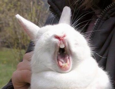 Funny+Sleeepy+Rabbit.jpg