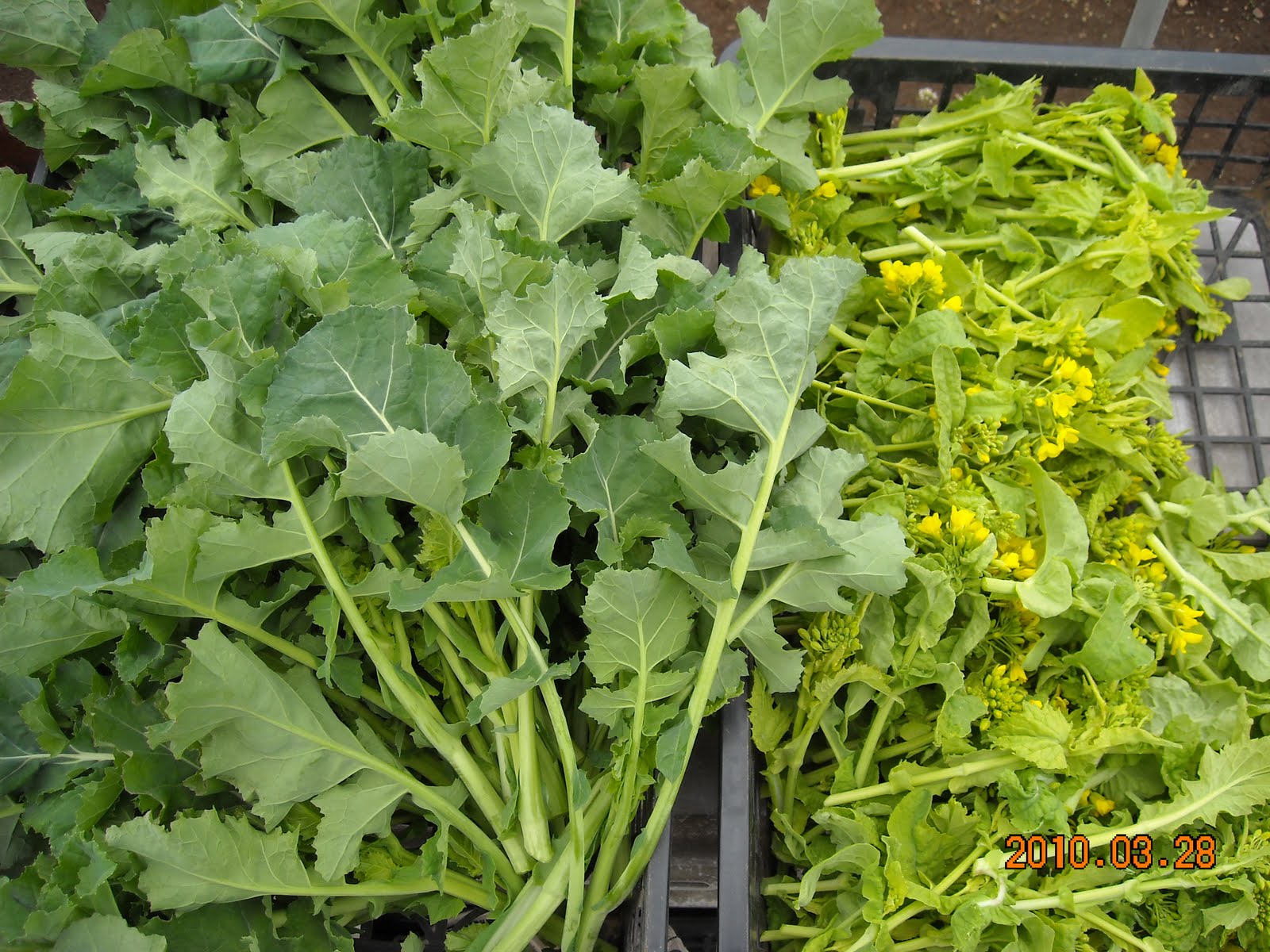 さとう家の野菜畑 かき菜とな花