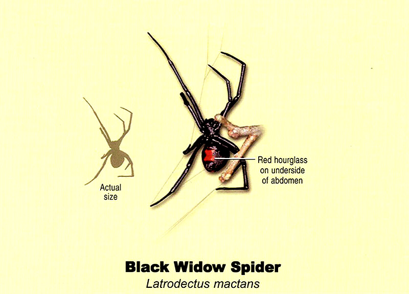 Actual Size Black Widow Spider / Black Widow Spider Actual Size Page 1