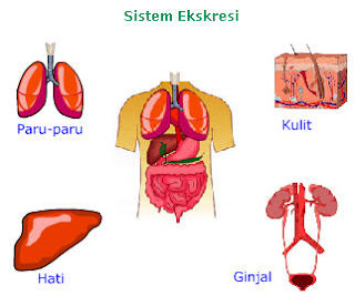 SISTEM EKSKRESI MANUSIA - EKA SAPRI ALVYANTO