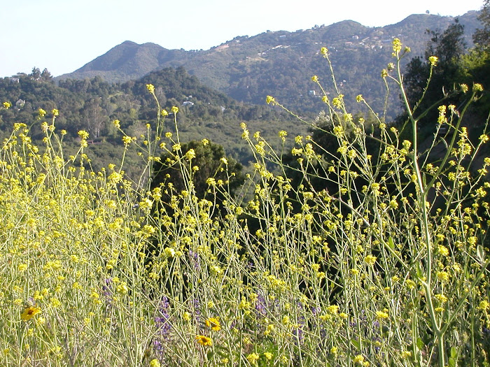 Wildflowers, Santa Monica Mtns
