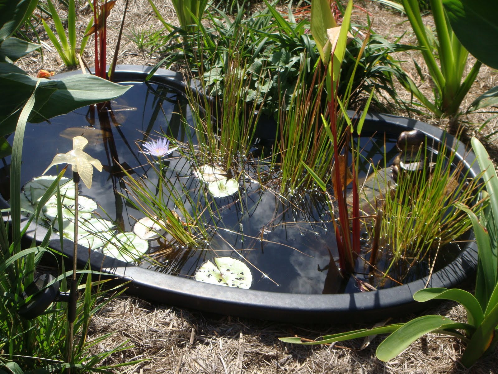 Clybucca News MMX. HOW TO BUILD A GARDEN POND FOR FROGS AND BUTTERFLIES.