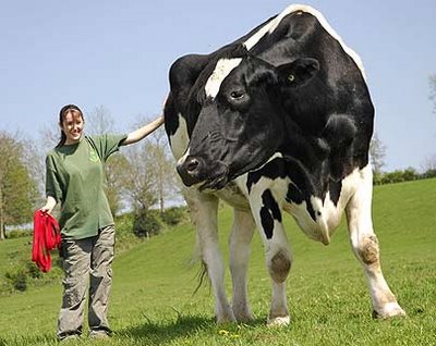 vacas-gigantes-11.jpg