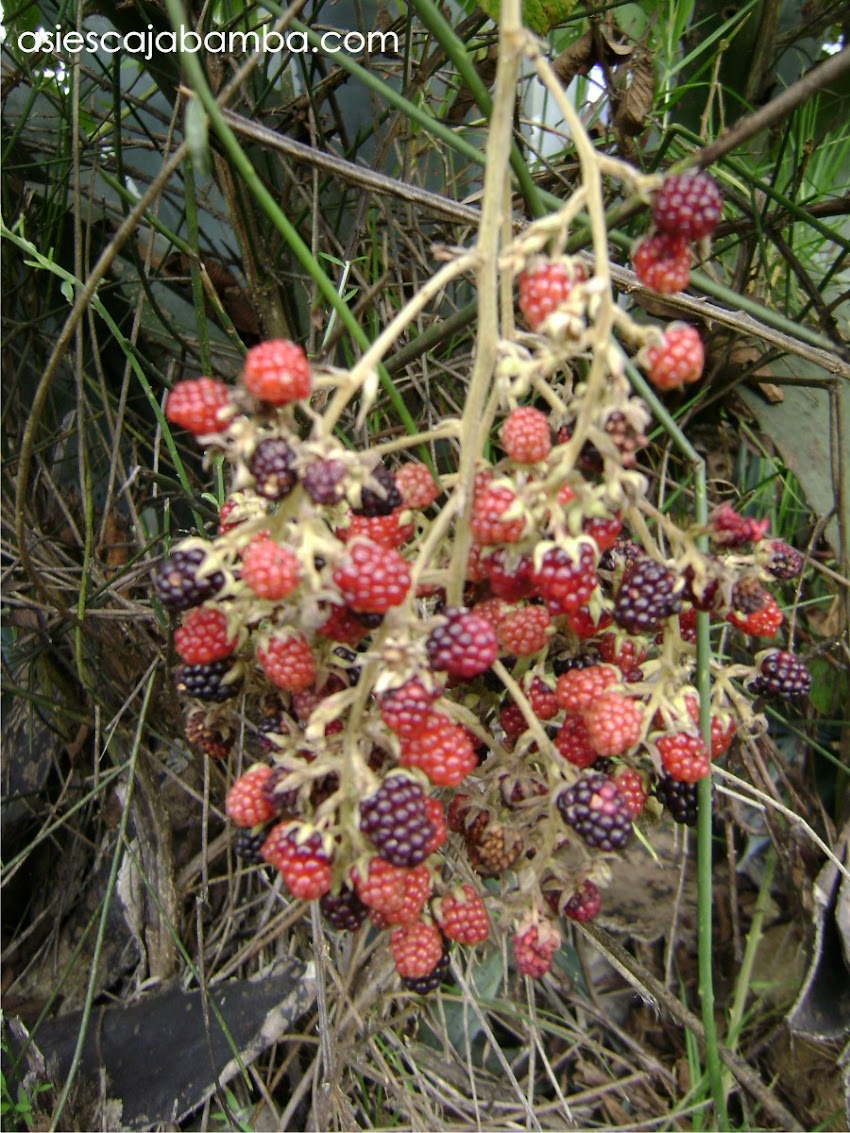 La mora, fruta silvestre de Cajabamba