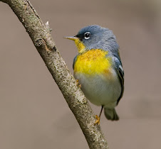 Parula