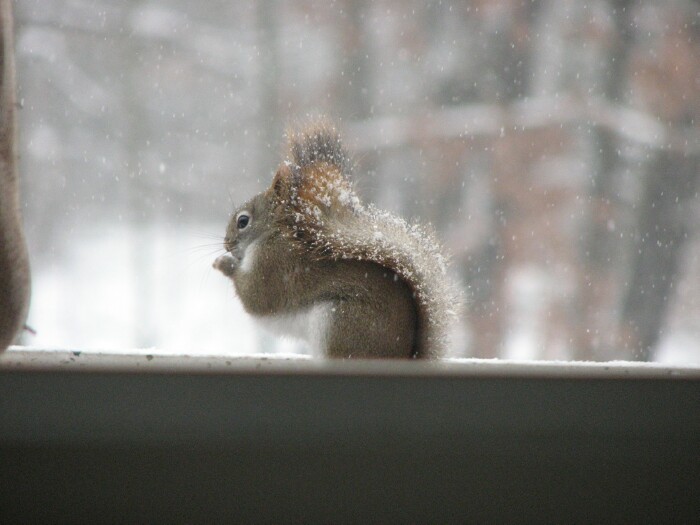 [Blog+red+squirrel+before+cropping.jpg]