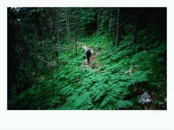[ForestHiker1.bmp]