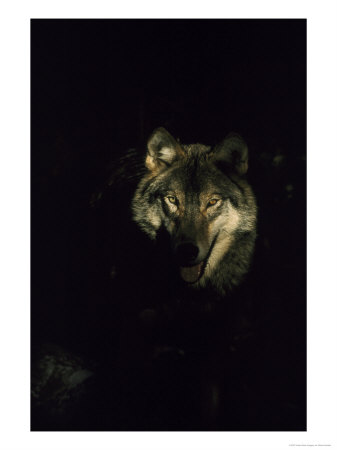 [M.HamblinWolf]