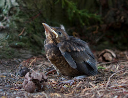 nest chicks fly blackbird quotes bot leaving birds fat whakatane hague mandy nature artist quotesgram