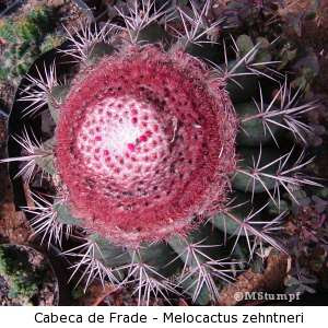 Cabeça-de-Frade (Melocactus zehntneri)