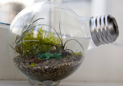 The Presurfer: How To Make A Tiny Terrarium In A Light Bulb