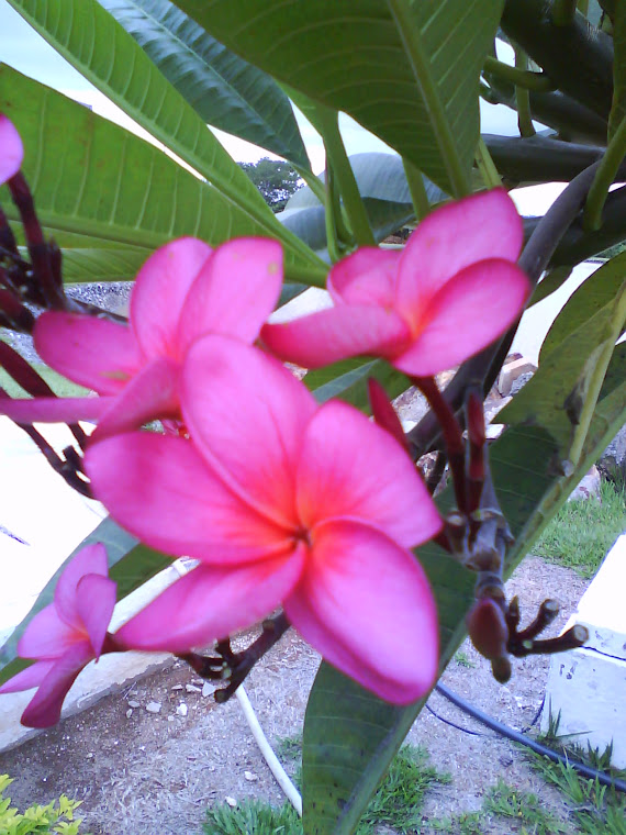 Flores de Goiás