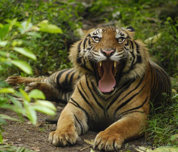 Biogeografi Explore Harimau  Sumatera 