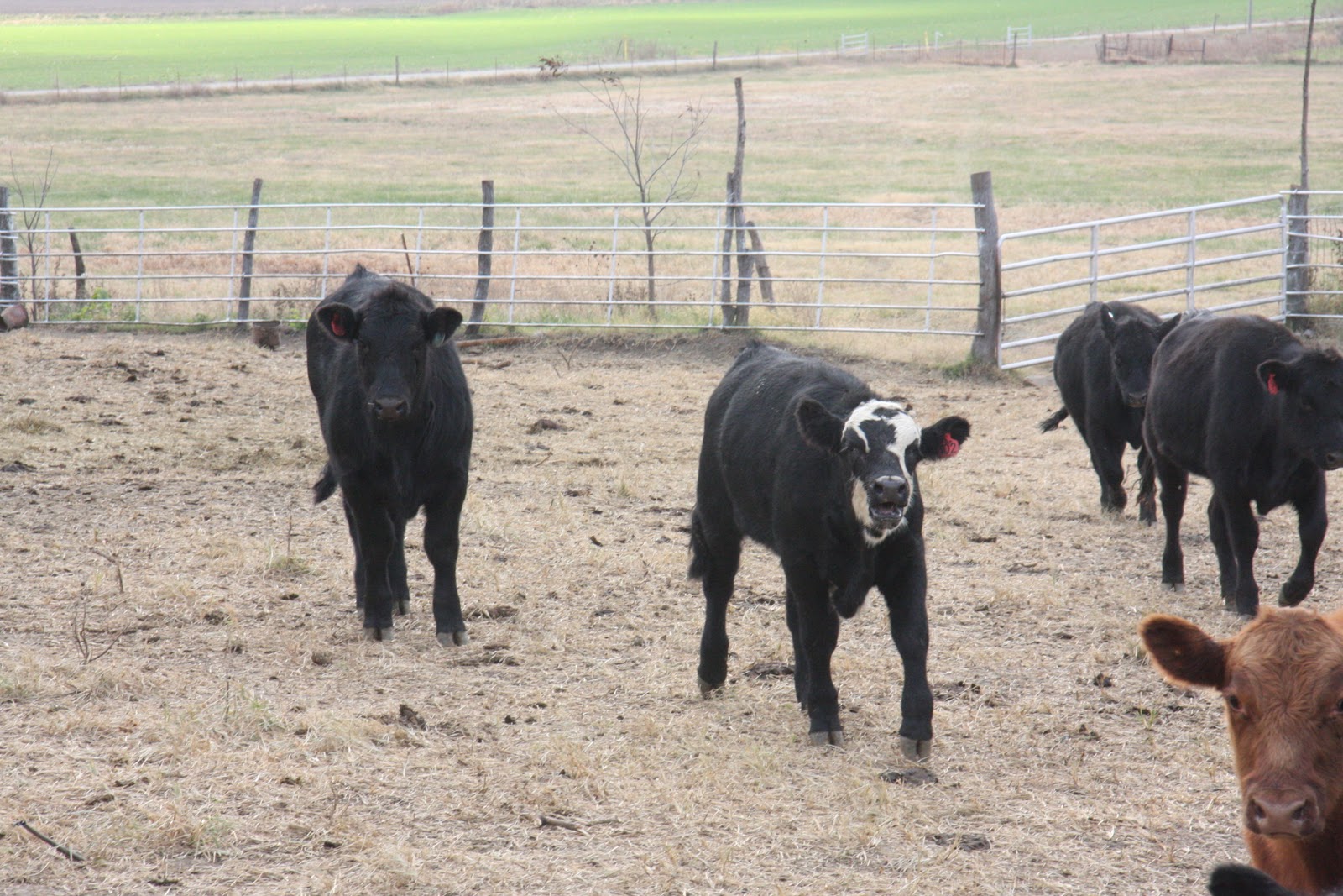 a-farm-wife-s-life-weaning-calves