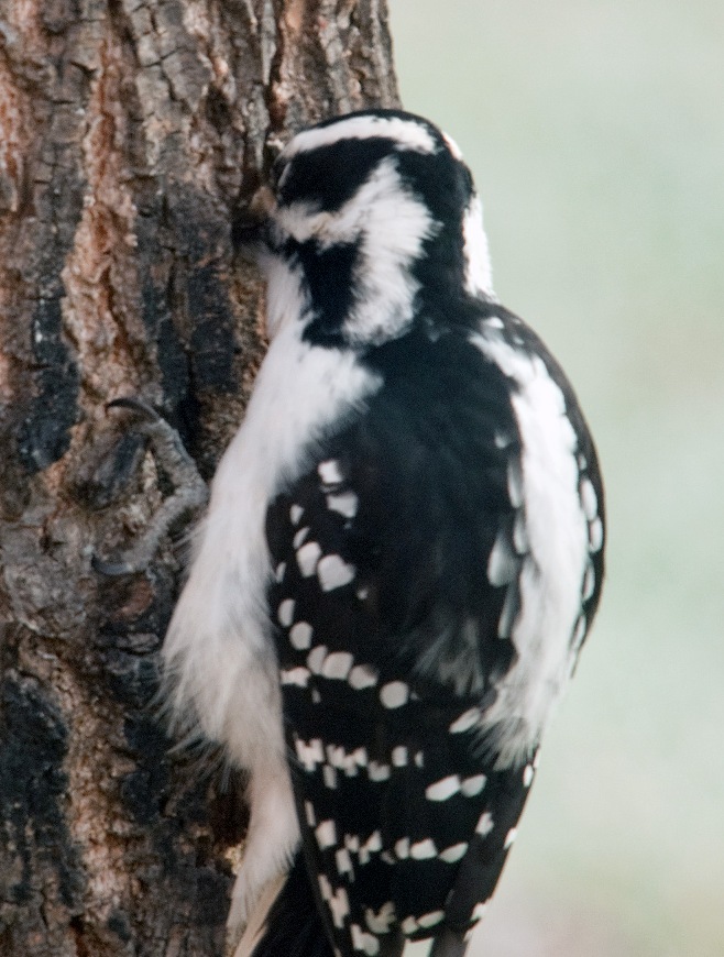Me, Boomer and The Vermilon River: 3 Female Hairy Woodpecker Of The