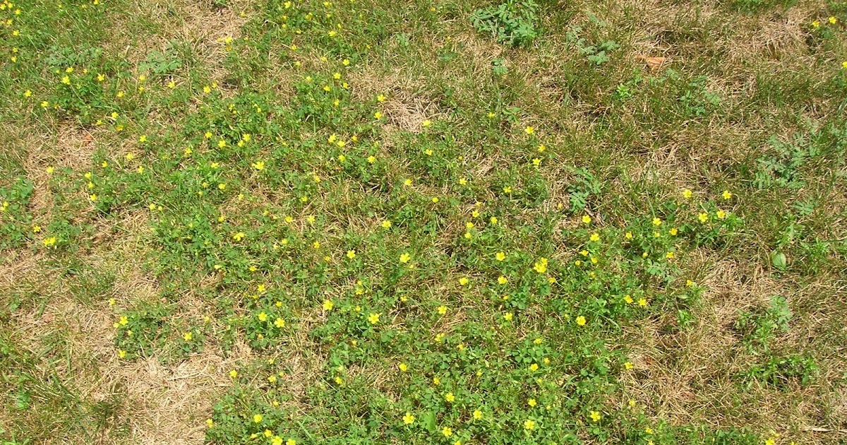 azirtips Low Growing Lawn Weed With Yellow Flowers Lawn Weeds Lawn