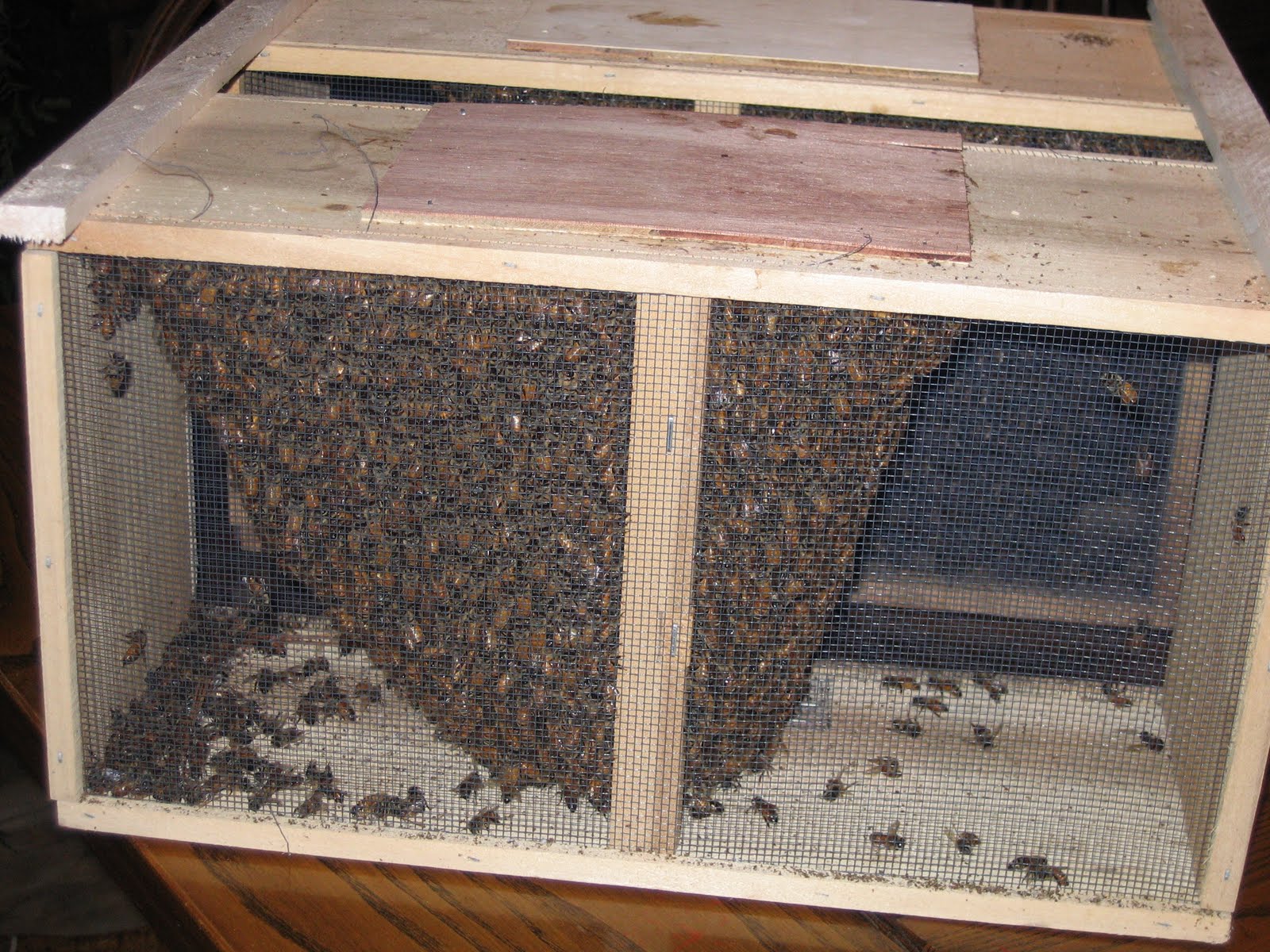 Coon Hollow Farm Our Bee Packages have arrived!