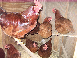 coon hollow farm