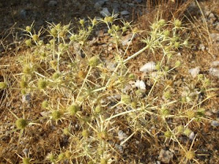 Kyparissi plants