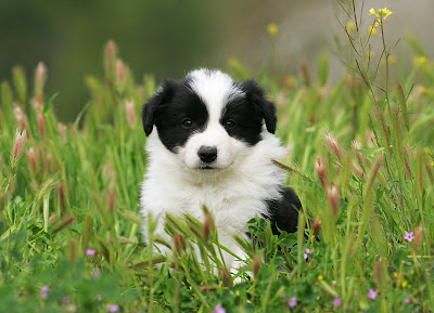 Collie Puppies on Spring Is Here And So Are Border Collie Puppies
