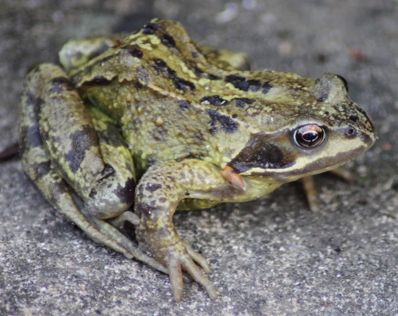 TheTamshee The Common Frog