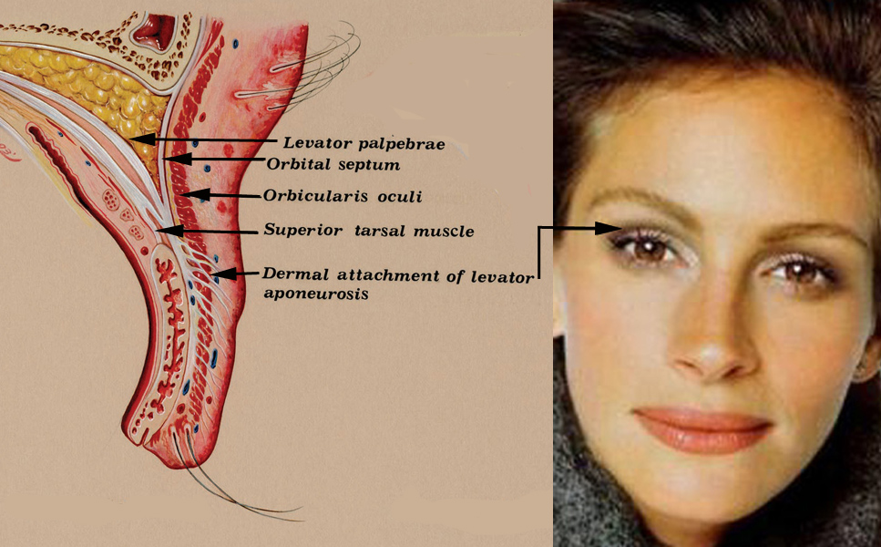 caucasian eyelids