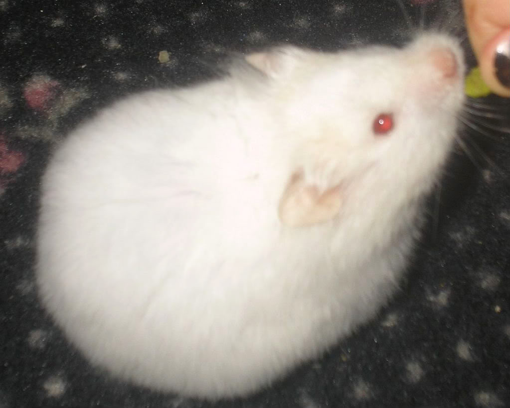 Hamstercitos 3 septiembre 2012