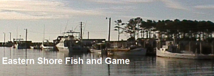Eastern Shore Fish and Game