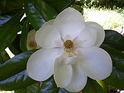 [180px-Magnolia_grandiflora_flower.jpg]