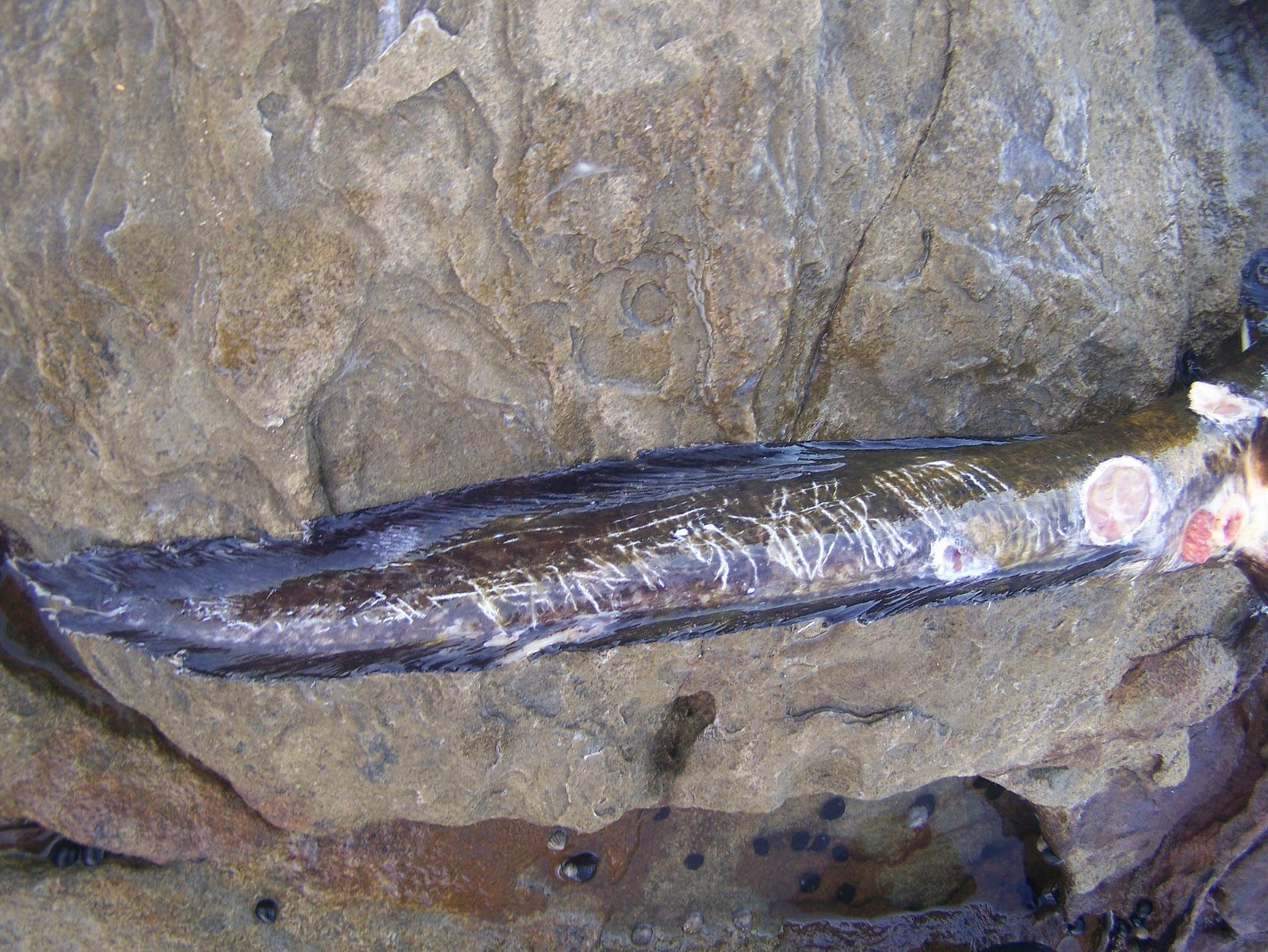 Little Australia: The Venomous Saltwater Catfish