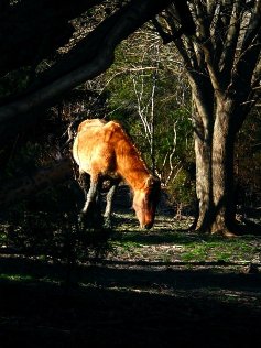 SHACKELFORD HORSE