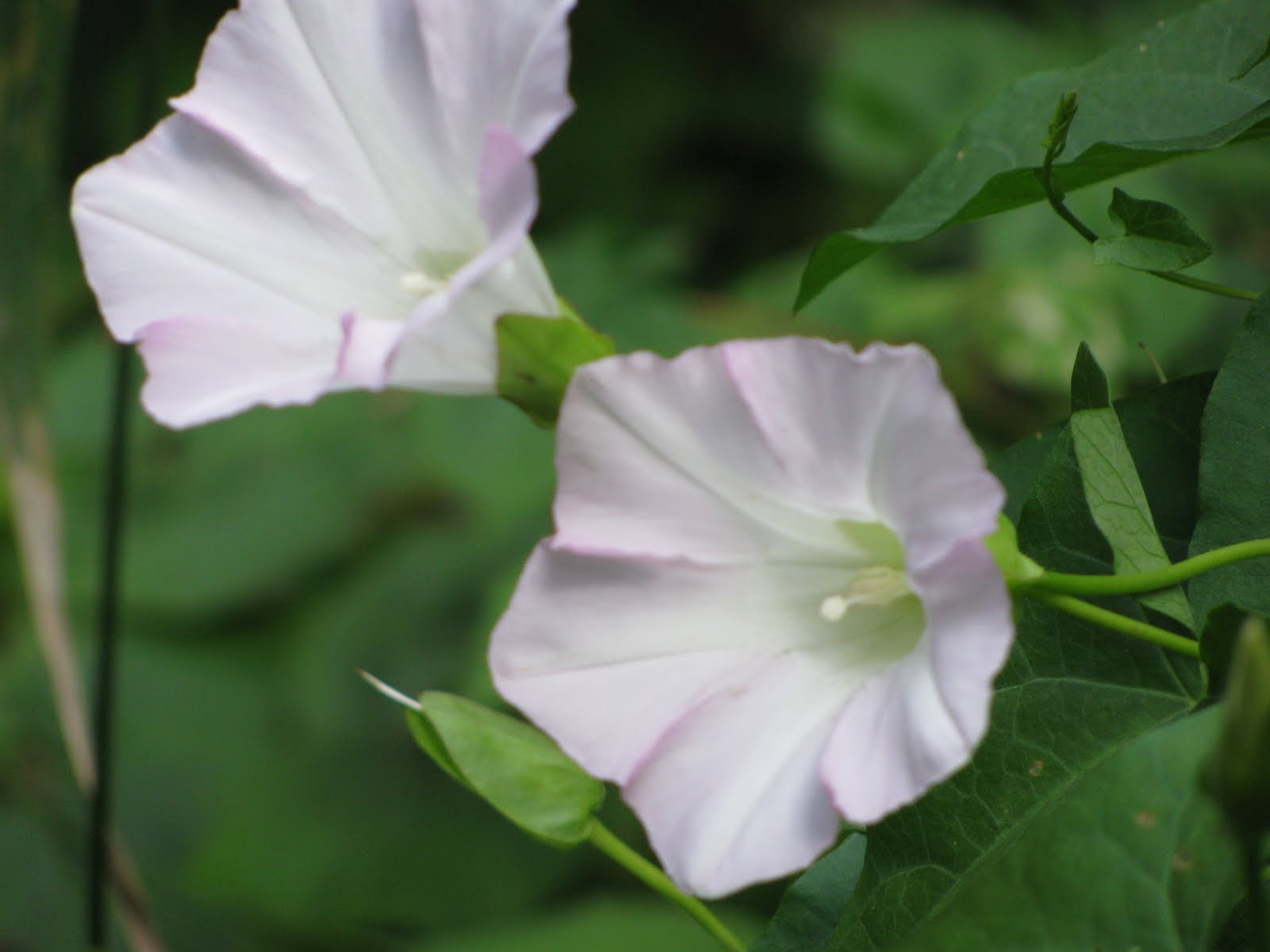 [hedge+bindweed+or+Convolvulus+sepium.JPG]