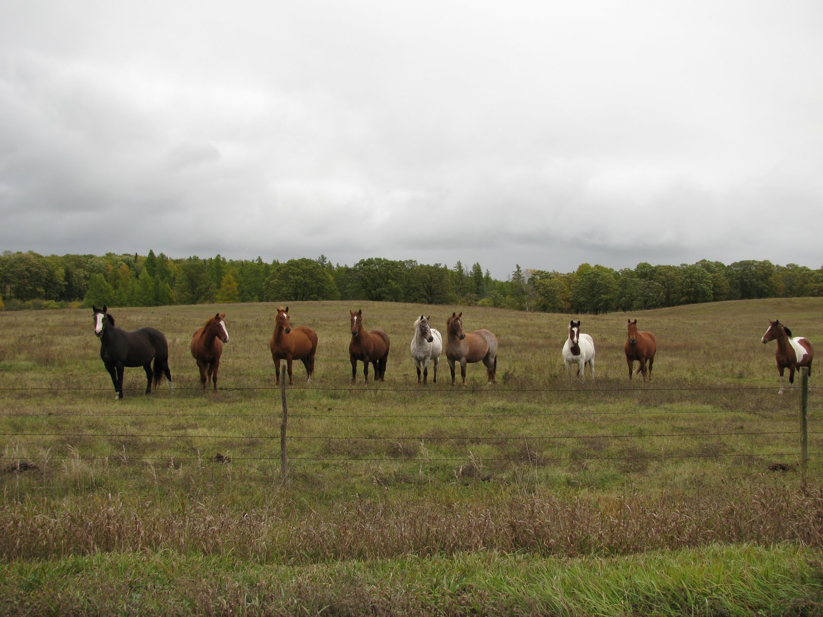 Far Side of Fifty Photos Sunday Stills Horses