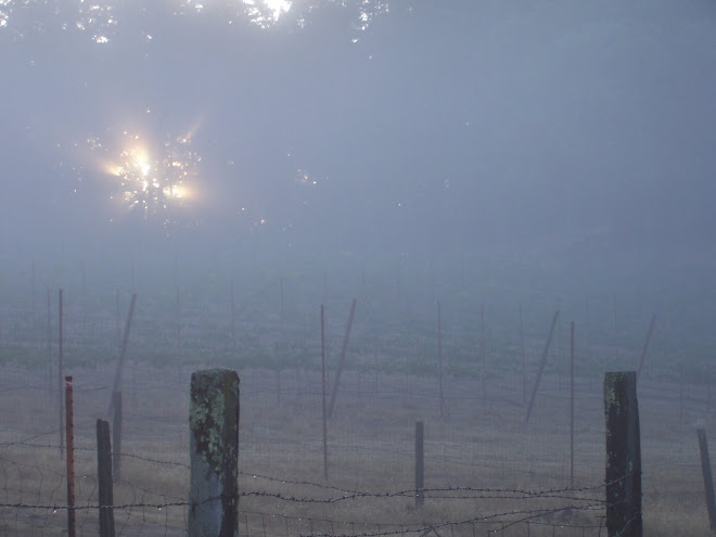 Sonoma Vineyard II