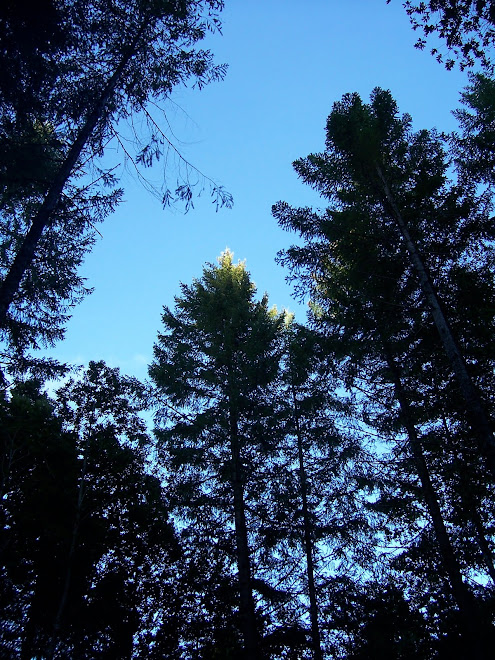 Pines