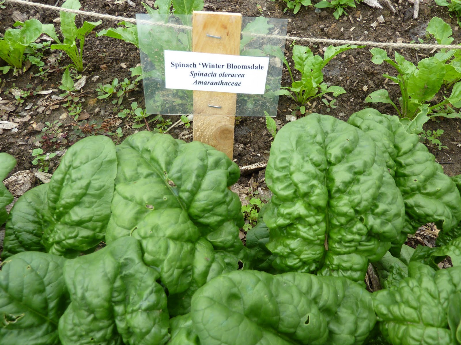 Grow It Eat It You Can Call Me Spinach Grow It Eat It You Can Call Me Spinach