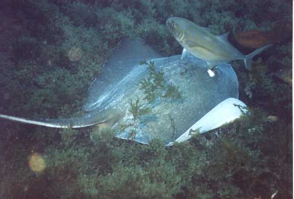 No Mar Profundo Arraias 01