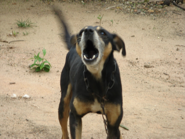 CACHORRINHO FILHO DE UMA MÃE BEM PUTA