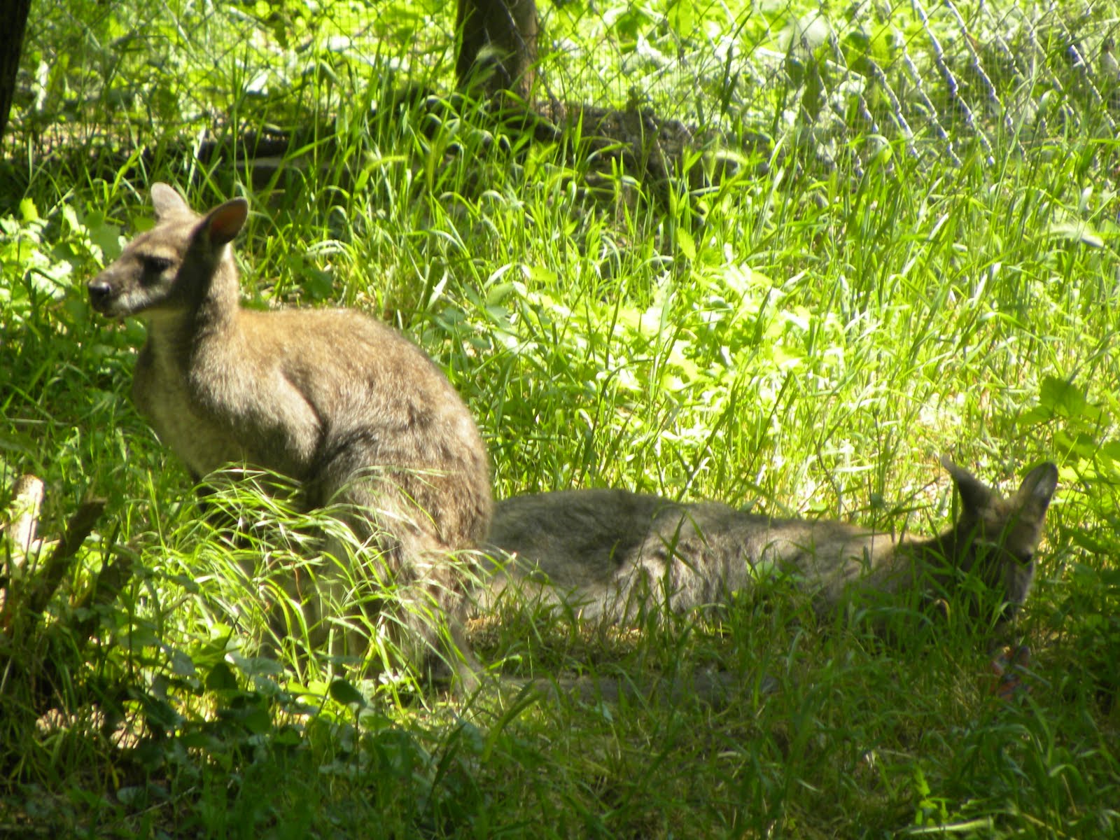 Quest Macedonia blog Zoo Skopje