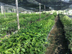 Benih Semaian Pokok-pokok Balak...