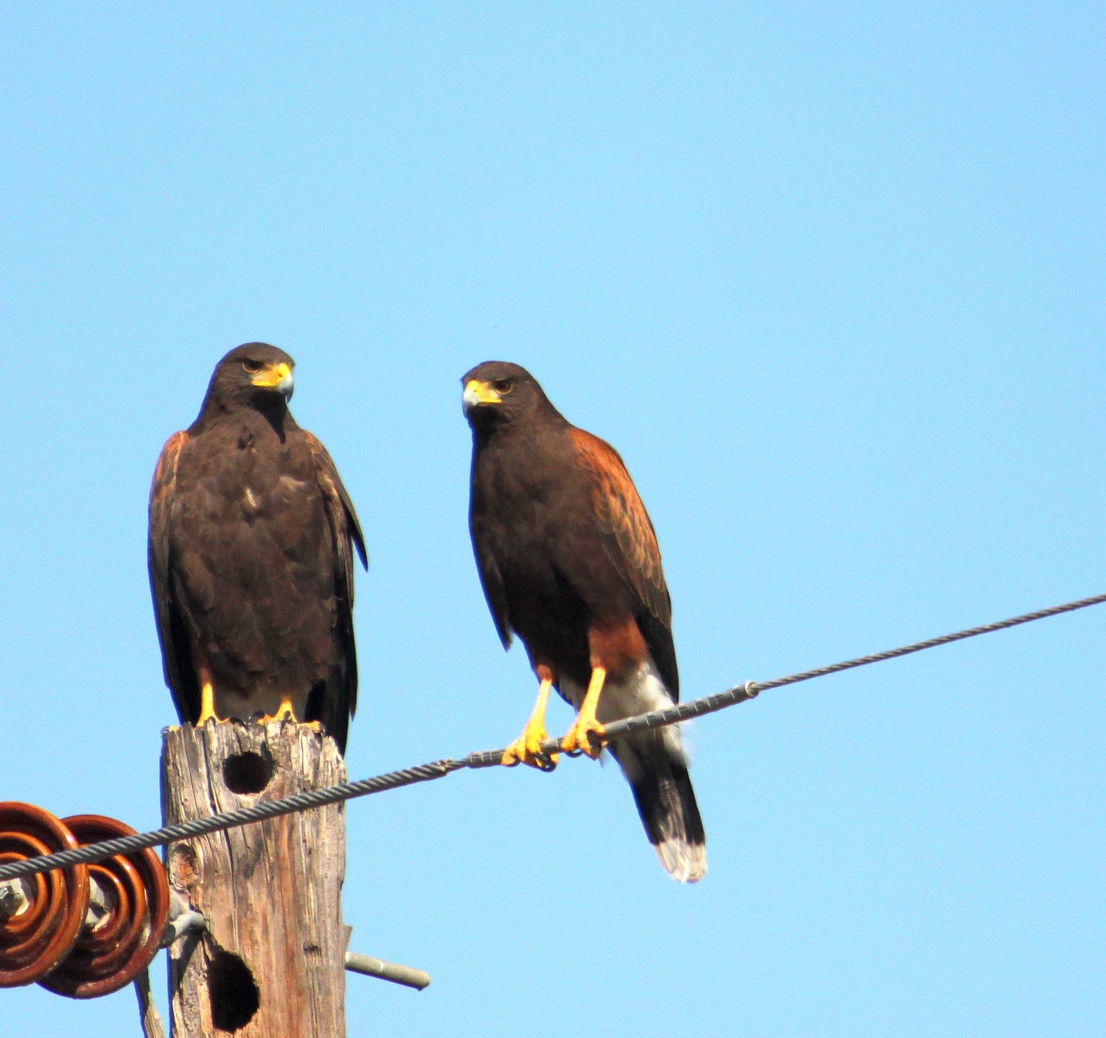 Is It Legal To Own A Falcon In Texas at Carrie Potter blog