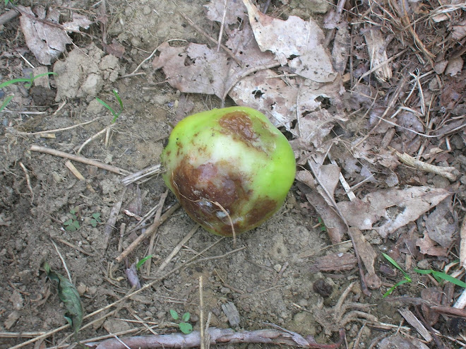 Late Blight on Tomatoes