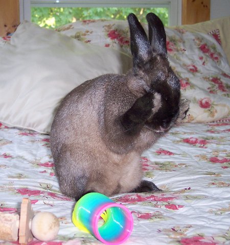 [henrietta-008_450x480.jpg]