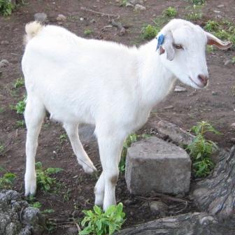[whitegoat.jpg]