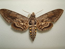 Five-Spotted Hawk Moth!